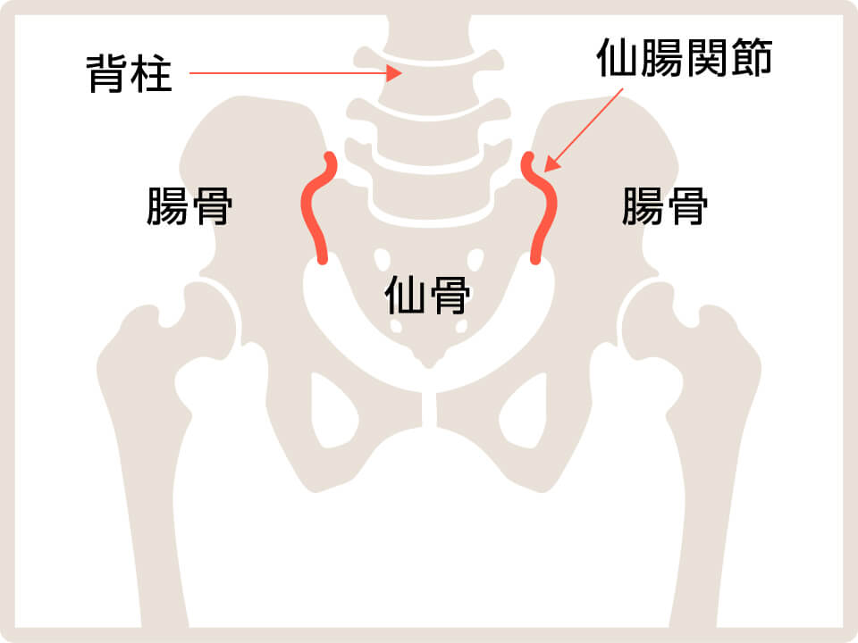 骨盤背面